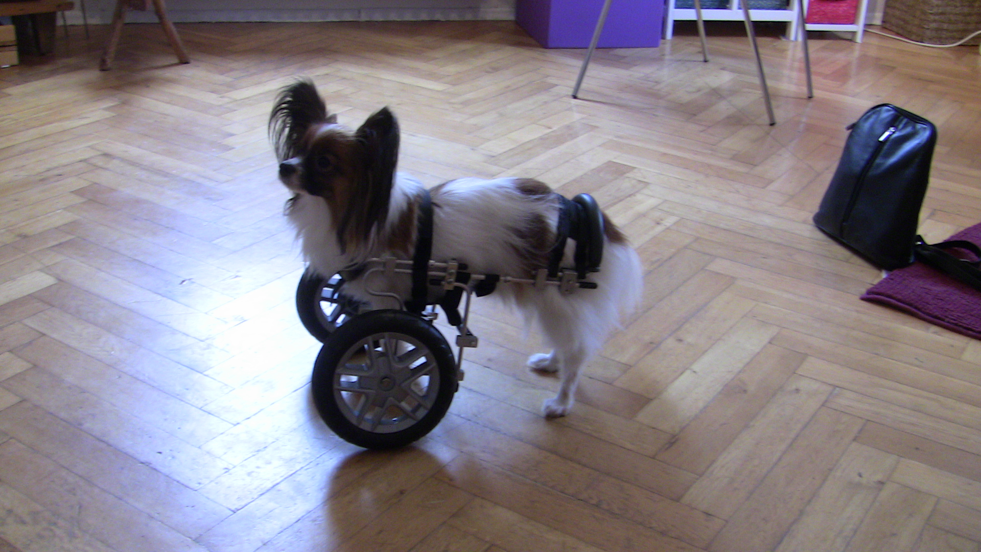 Felix - Bevor ich starte.JPG (1920 x 1080)